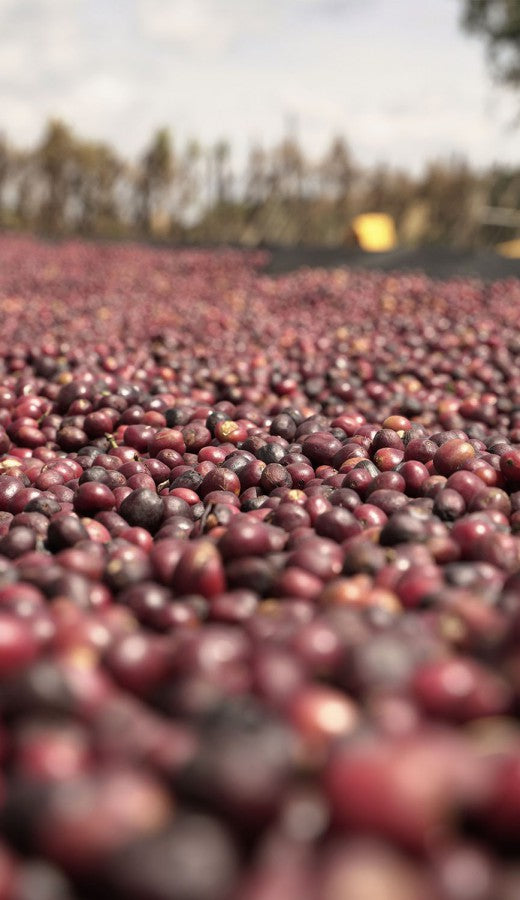 Yirgacheffe Aricha