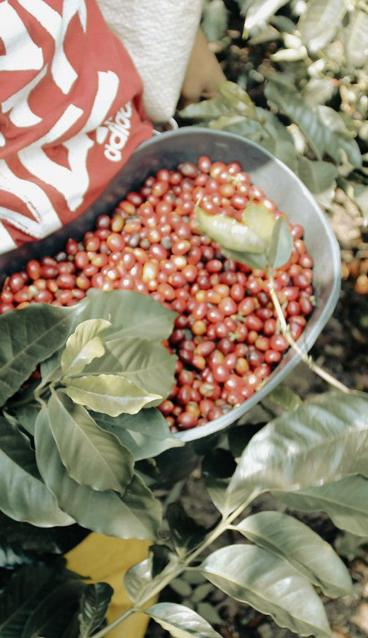 Finca Beunavista