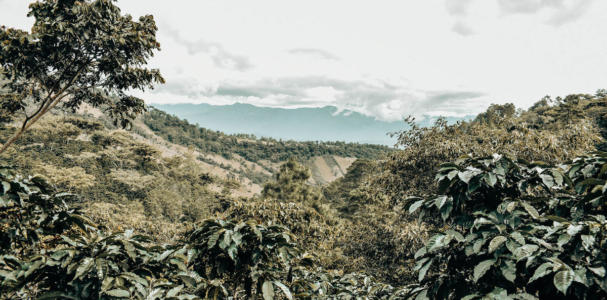 Concepcion Beunavista