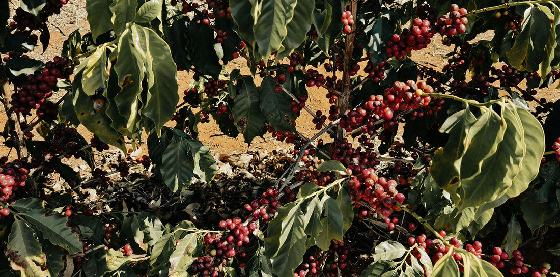 Fazenda Chapadao