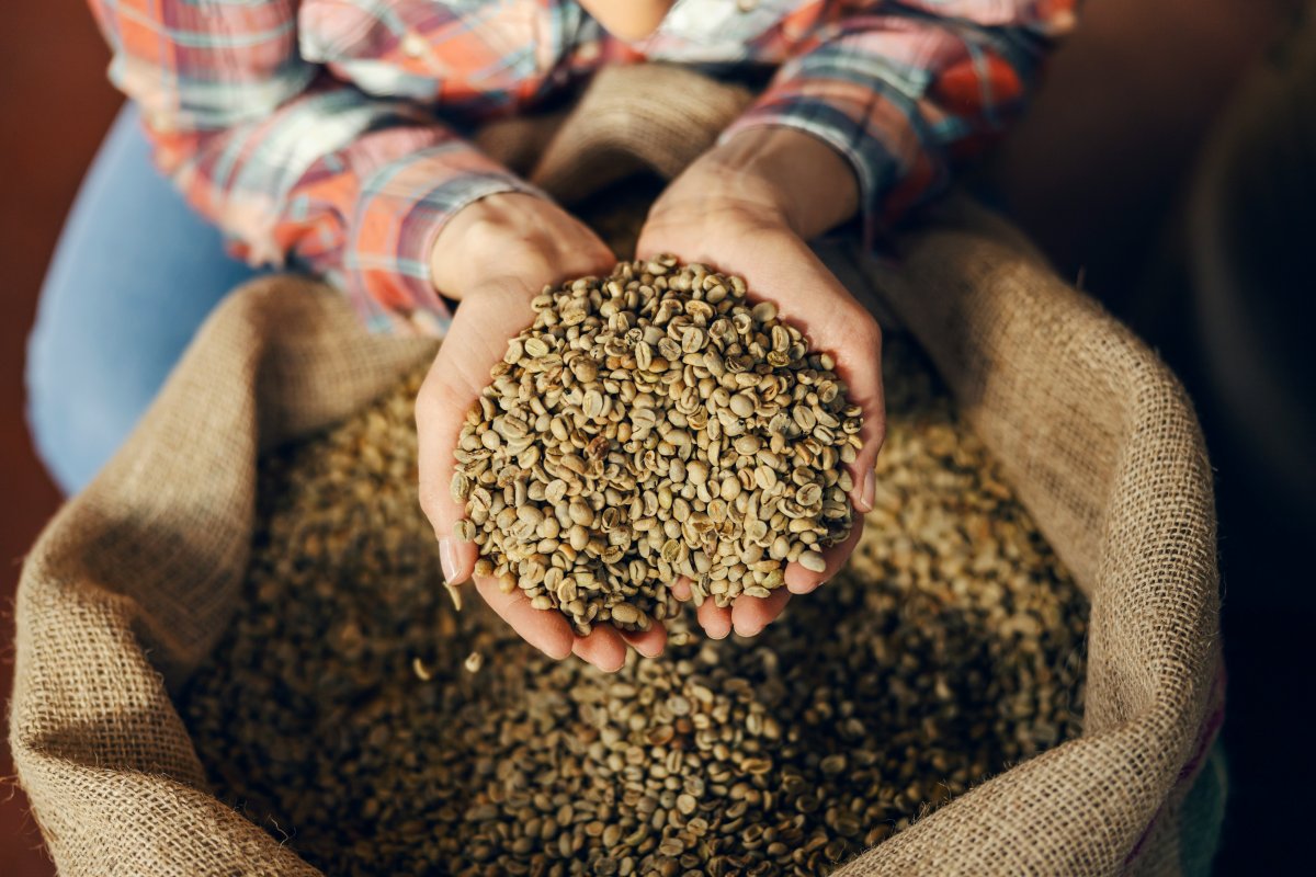 UAE Green Coffee Sourcing Guide for Professional Roasters