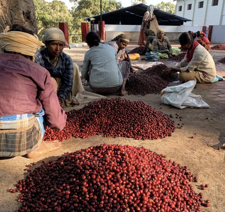 INDIA coffee beans
