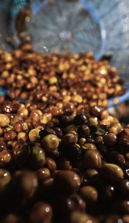 INDONESIA coffee beans